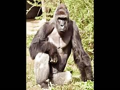 MAN AGGRESSIVELY ASSAULTS AND FORCE FUCKS A BLACK ASS GORILLA IN THE ASS